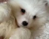 Samoyed