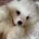 Samoyed