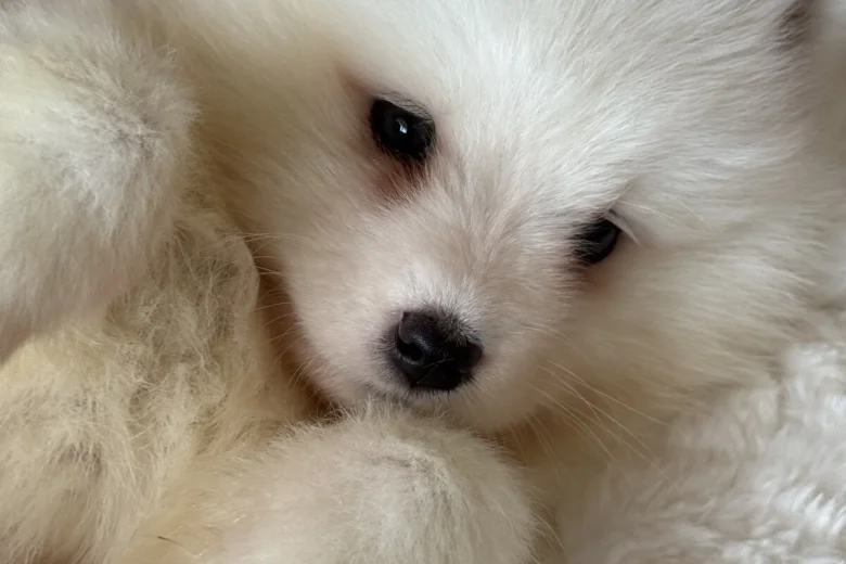 Samoyed