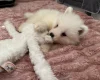 Samoyed