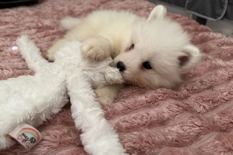 Samoyed