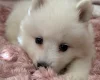 Samoyed