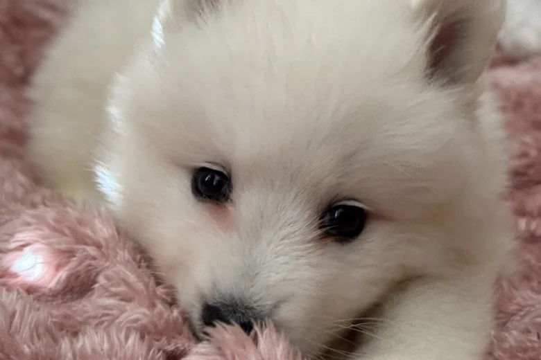 Samoyed