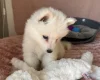 Samoyed