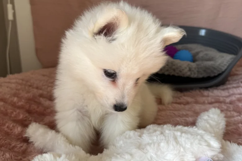 Samoyed