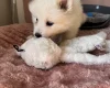 Samoyed