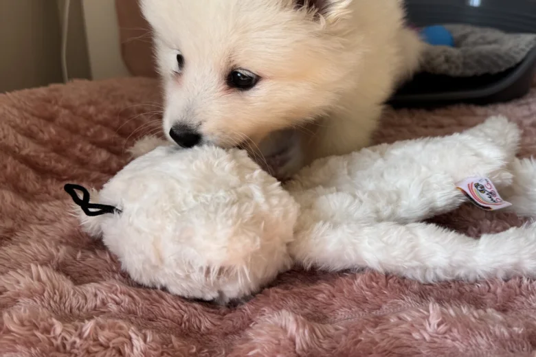 Samoyed