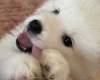 Samoyed