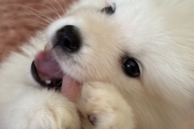 Samoyed