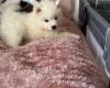 Samoyed