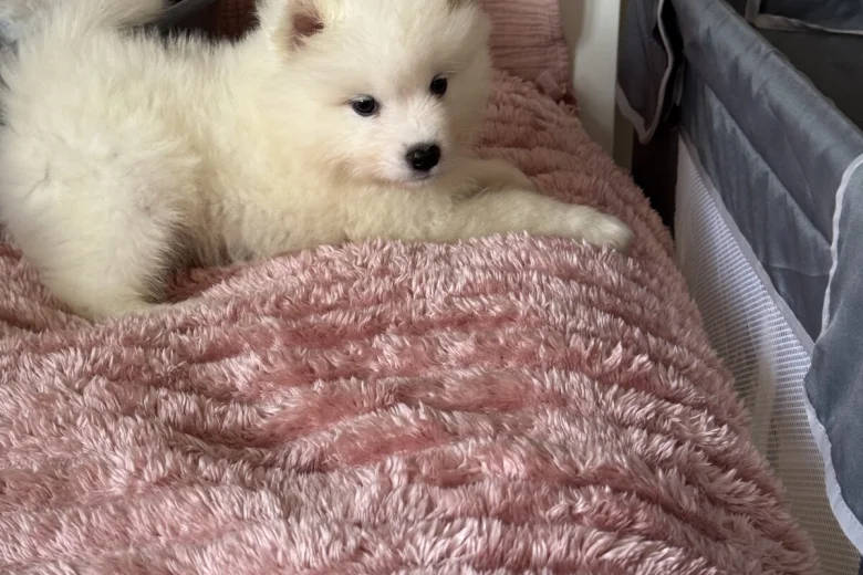Samoyed