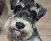Miniature Schnauzer