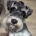 Miniature Schnauzer