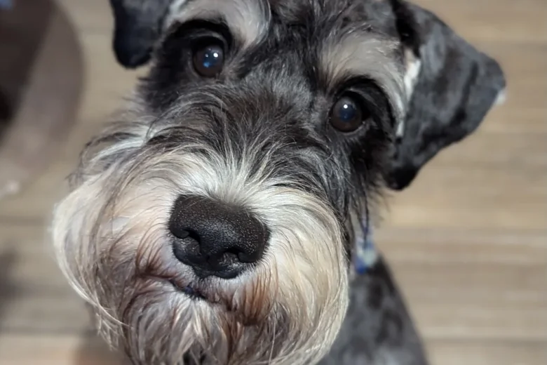 Miniature Schnauzer