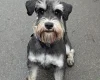 Miniature Schnauzer