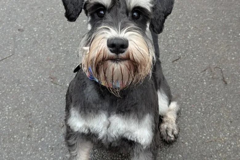Miniature Schnauzer