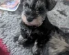 Miniature Schnauzer