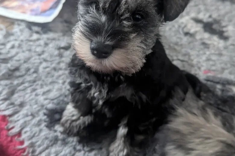 Miniature Schnauzer