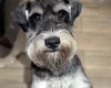 Miniature Schnauzer
