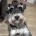 Miniature Schnauzer
