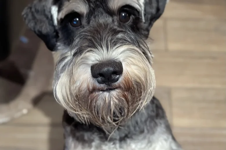 Miniature Schnauzer