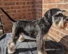 Miniature Schnauzer
