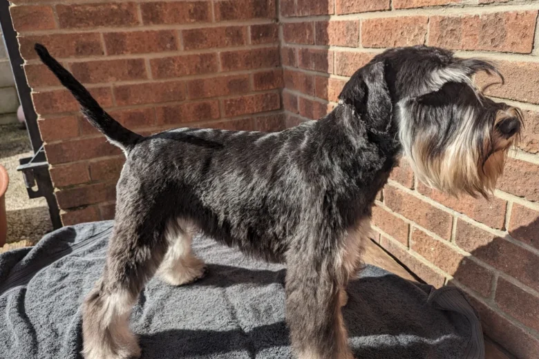 Miniature Schnauzer