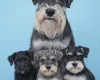 Miniature Schnauzer