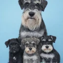 Miniature Schnauzer