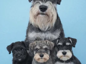 Miniature Schnauzer