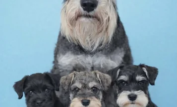 Miniature Schnauzer