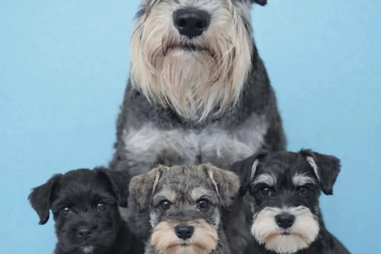 Miniature Schnauzer