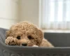 Schnoodle