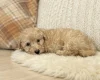 Schnoodle
