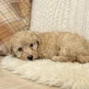 Schnoodle