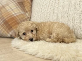 Schnoodle