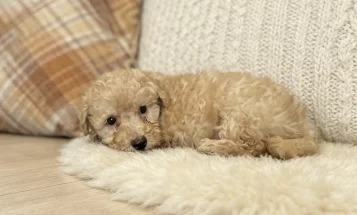 Schnoodle