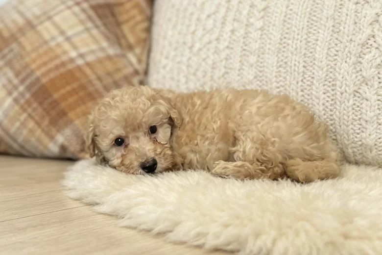 Schnoodle