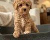 Schnoodle