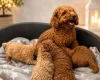Schnoodle