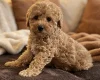 Schnoodle