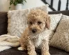 Schnoodle