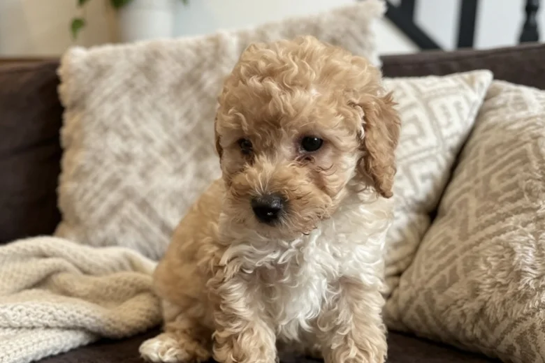 Schnoodle
