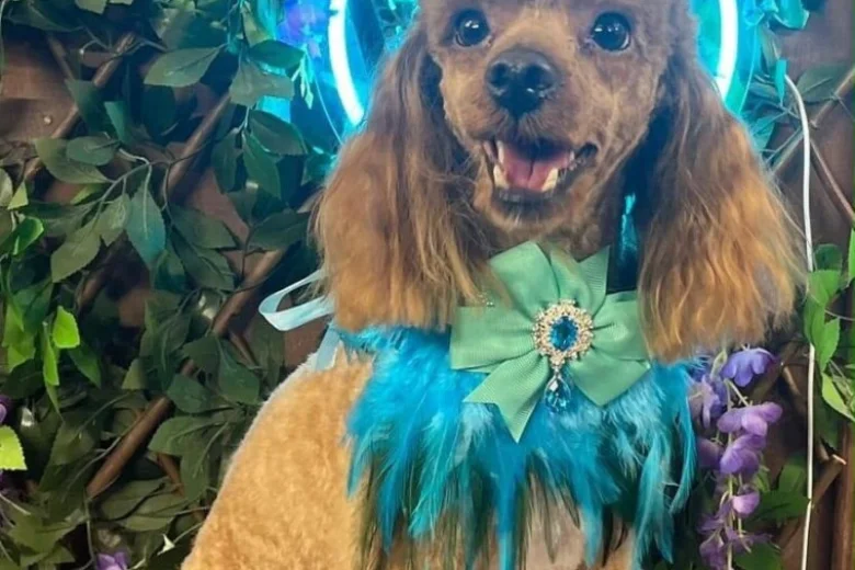 Schnoodle