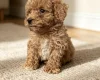 Schnoodle