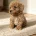 Schnoodle