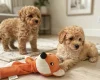 Schnoodle