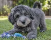 Schnoodle