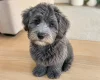 Schnoodle