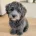 Schnoodle